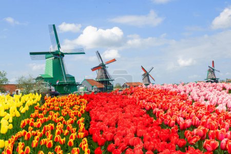 vista de molinos de viento holandeses en Zaanse Schans con campo de tulipanes, Holanda
