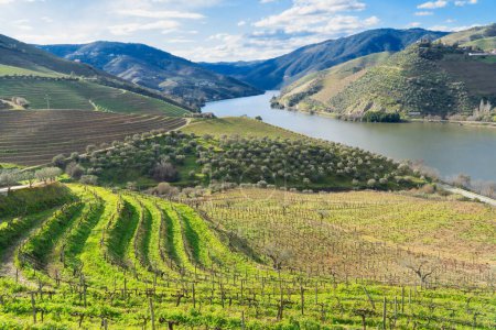 Douro-Weintal mit Weinbergen, Portugal, Unesco-Weltkulturerbe