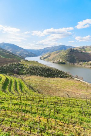 Douro-Weintal mit Weinbergen, Portugal, Unesco-Weltkulturerbe