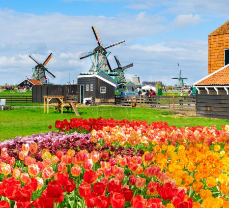 Photo for Traditional Dutch rural spring scene with canal and windmills of Zaanse Schans, Netherlands - Royalty Free Image
