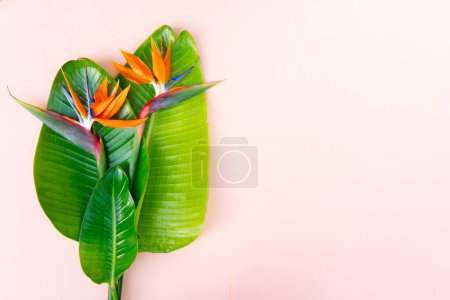 Summer flat lay scenery with green tropical leaves and strelizia orange flower on pink background with copy space