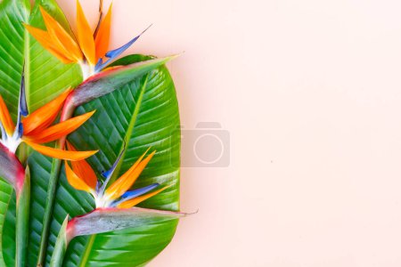 Summer flat lay scenery with tropical leaves and strelizia flower close up on pink background with copy space