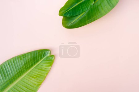 Foto de Escenario plano de verano con hojas de plátano verde tropical, vista superior sobre fondo rosa con espacio para copiar - Imagen libre de derechos