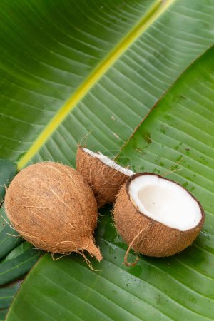 Fruits tropicaux d'été de noix de coco sur des feuilles vertes fraîches