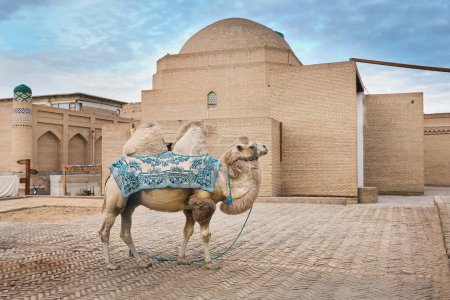Foto de Camello de Asia Central cubierto con un blnket patrón oriental en frente de la Oldmadrasah en Khiva, Itchan kala, Uzbekistán - Imagen libre de derechos