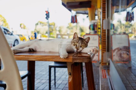 Eine zufriedene Katze breitet sich auf einem Cafétisch aus und beobachtet, wie die Welt in einer geschäftigen Großstadt vorbeizieht