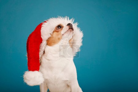 Foto de Chihuahua perro en sombrero rojo de Santa Claus sobre fondo azul mirando hacia arriba. Navidad y Año Nuevo concepto de mascota - Imagen libre de derechos