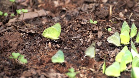 Téléchargez les photos : Groupe de papillons jaunes se nourrissant au sol - en image libre de droit