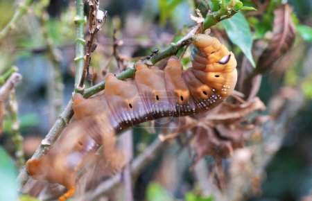 El gusano marrón se come toda la hoja. Divertido gusano marrón oruga aferrarse a comer hojas en el árbol
