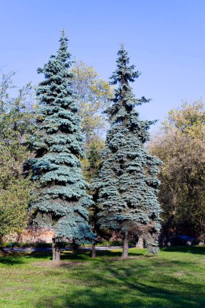Téléchargez les photos : Deux épinettes bleues dans le parc d'automne - en image libre de droit