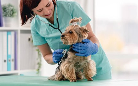 Foto de Veterinario escucha yorkshire terrier perro usando estetoscopio en clínica - Imagen libre de derechos