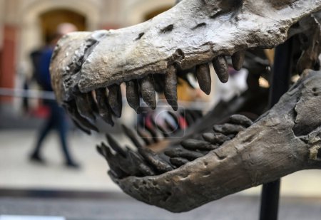 Foto de Mandíbulas fósiles y cráneo de dinosaurio prehistórico en museo - Imagen libre de derechos