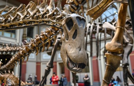 Téléchargez les photos : Squelettes et crânes de dinosaures. Exposition sur les os préhistoriques sur les dinosaures. - en image libre de droit