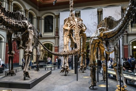 Téléchargez les photos : Belin, Germany - 20 December 2022: Main hall of Berlin museum of natural with skeletons of dinosaurs. Exhibition on prehistoric bones on dinosaurs. - en image libre de droit
