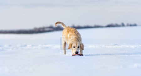 Téléchargez les photos : Joli jeune chien récupérateur pendant la promenade hivernale - en image libre de droit