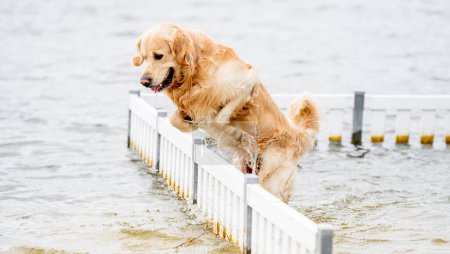 Photo for Beautiful golden retriever dog jumping over the barrier in the water on the beach - Royalty Free Image