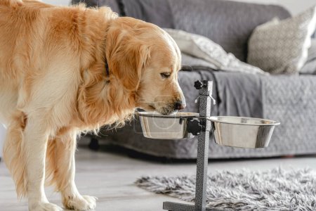 Téléchargez les photos : Adorable chien doré récupérateur manger de la nourriture de bol à la maison - en image libre de droit