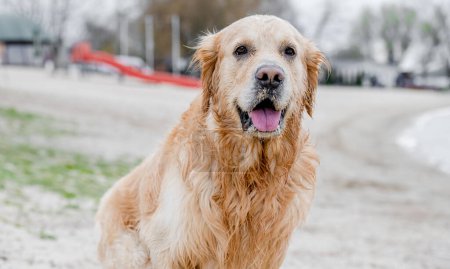 Téléchargez les photos : Portrait de chien adorable golden retriever race en plein air - en image libre de droit