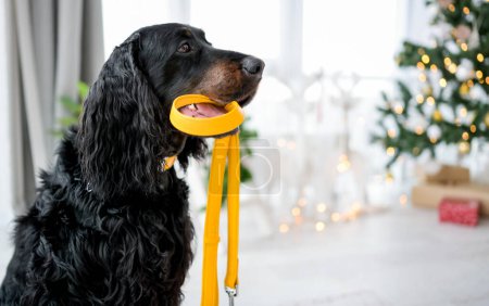 Photo for Setter dog holding yellow leash in its mouth at home with Christmas tree and lights on background. Cute doggy pet indoor in New Year time in light room - Royalty Free Image