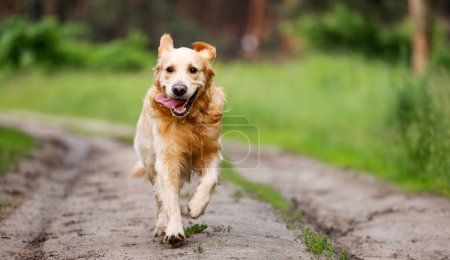 Złoty pies retriever biegnie na zewnątrz w słoneczny dzień. Czysty pies piesek labrador w przyrodzie