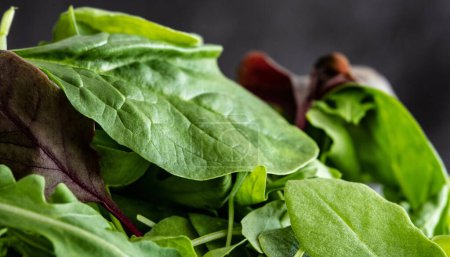 Foto de Hojas mezcla de espinacas verdes, rúcula y albahaca de cerca. Ingredientes para una alimentación saludable. - Imagen libre de derechos