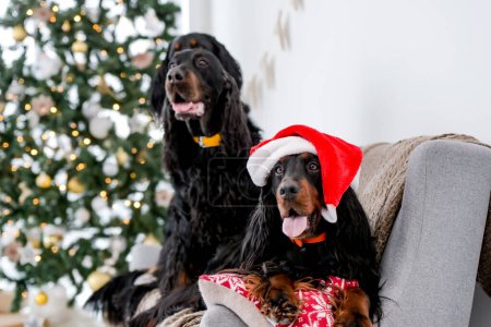 Foto de Dos perros setter en el tiempo de Navidad sentado en el sofá con sombrero de Santa con árbol festivo y luces en el fondo en el tiempo de Año Nuevo en casa. Mascotas perrito en vacaciones de Navidad juntos - Imagen libre de derechos