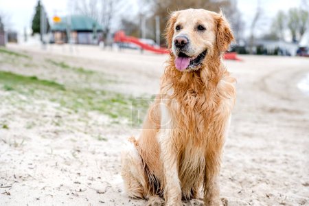 Téléchargez les photos : Portrait de chien adorable golden retriever se reproduisent à l'extérieur après la natation - en image libre de droit