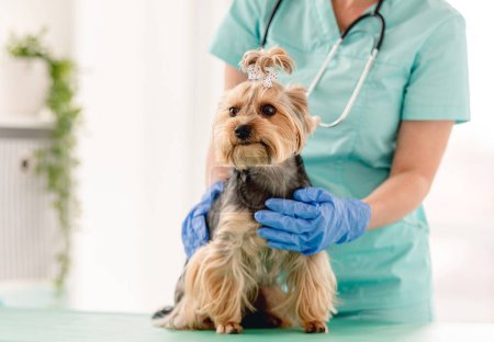 Téléchargez les photos : Mignon chien terrier yorkshire lors d'un rendez-vous dans une clinique vétérinaire - en image libre de droit