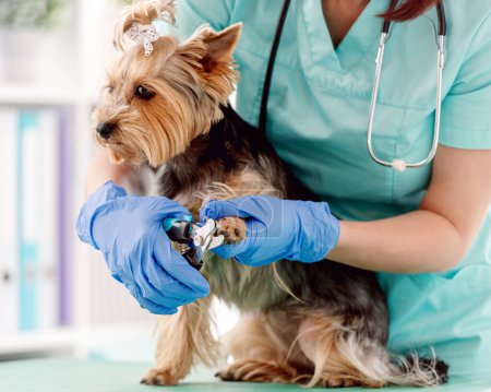 Foto de Garra recorte de yorkshire terrier perro en clínica veterinaria - Imagen libre de derechos