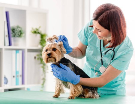 Foto de Veterinaria mujer examinando yorkshire terrier perro durante la cita en la clínica - Imagen libre de derechos