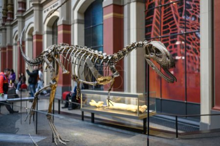 Téléchargez les photos : Belin, Allemagne - 20 décembre 2022 : Salle principale du musée naturel de Berlin avec squelettes de dinosaures. Exposition sur les os préhistoriques sur les dinosaures. - en image libre de droit