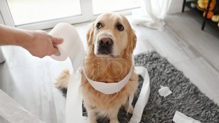 Foto de Golden retriever perro buscando culpable en chica propietario después de jugar con papel higiénico en sala de estar. Mujer regaña perrito mascota para lío con papel de seda en casa - Imagen libre de derechos
