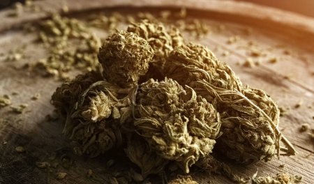 Téléchargez les photos : Cannabis séché fleurs de chanvre pour fumer riche en CBD sur une assiette en bois avec une pipe à fumer, vue rapprochée - en image libre de droit