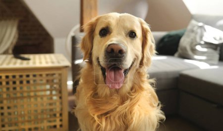 Téléchargez les photos : Golden retriever chien avec tonque dehors assis et loooking dans différentes directions à la maison. Chien de race chien intérieur portrait - en image libre de droit
