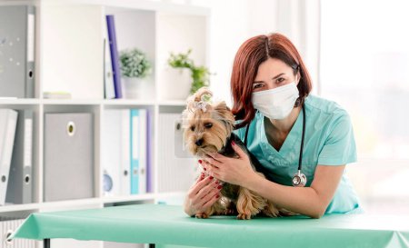 Foto de Mujer veterinario en máscara médica abrazo yorkshire terrier perro en el gabinete durante la cita - Imagen libre de derechos