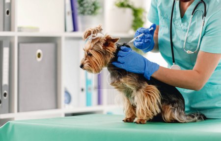 Foto de Yorkshire terrier perro recibiendo inyección en gabinete veterinario - Imagen libre de derechos