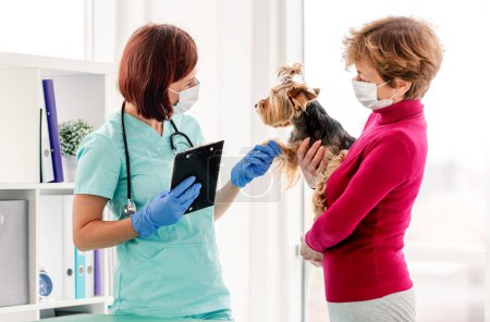 Foto de Veterinaria mirando yorkshire terrier perro en manos de los propietarios durante la cita en la clínica - Imagen libre de derechos