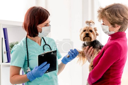 Foto de Yorkshire terrier en manos de la propietaria junto al veterinario en máscara protectora durante la cita en la clínica veterinaria - Imagen libre de derechos