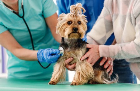 Photo for Yorkshire terrier dog in hands of vet with stethoscope and near owners during appointment in clinic - Royalty Free Image