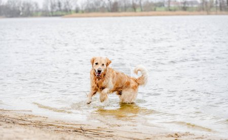 Photo for Beautiful golden retriever dog playing in the water on the beach - Royalty Free Image