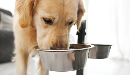 Téléchargez les photos : Golden retriever chien manger de la nutrition alimentaire spéciale à partir d'un bol en métal. Chien de race avec alimentation sèche spéciale à la maison - en image libre de droit