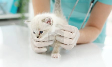Photo for Girl veterinarian examining kitten in the clinic. Young woman vet doctor cares about fluffy kitty cat - Royalty Free Image