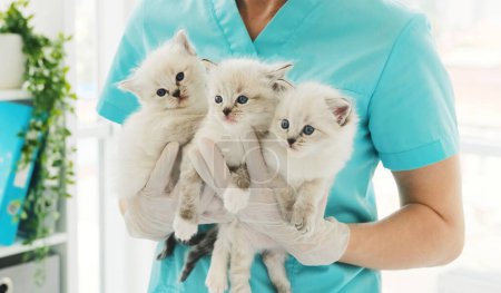 Photo for Three kittens in hands of veterinarian in clinic. Fluffy purebred pets kitty with vet doctor in hospital for animals - Royalty Free Image