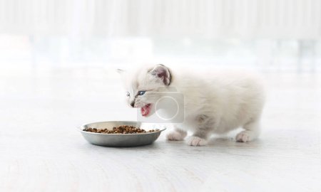Photo for Adorable White Kitten Sniffs A Food In A Bowl And Moewing In A Light Apartment - Royalty Free Image