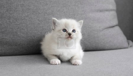 Téléchargez les photos : Adorable petit chaton blanc semble mignon sur le canapé - en image libre de droit