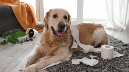 Téléchargez les photos : Golden retriever chien jouant avec du papier toilette dans le salon. Chien de race animal de compagnie faisant gâchis avec du papier de soie et plante maison - en image libre de droit