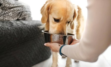 Téléchargez les photos : Golden retriever chien manger de la nourriture spéciale à partir d'un bol en métal dans la main du propriétaire fille. Chien de race avec alimentation sèche spéciale à la maison - en image libre de droit