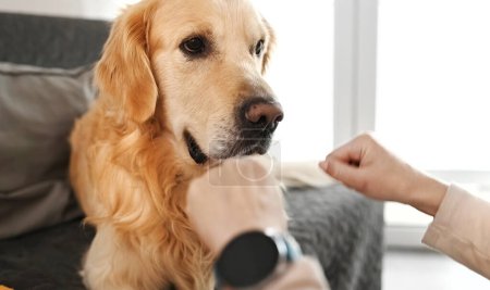 Photo for Golden retriever dog sniffing and choosing girl owner hand with food. Young woman playing and feeding doggy pet - Royalty Free Image