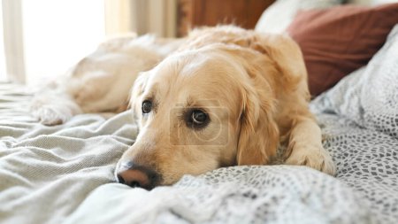 Téléchargez les photos : Golden retriever chien reposant dans son lit et fermant les yeux. Chien de race labrador chien sieste dormir à la maison - en image libre de droit