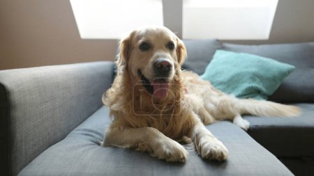 Téléchargez les photos : Golden retriever chien couché sur le canapé à la maison. Adorable chien de pure race reposant sur le canapé dans la chambre loft - en image libre de droit